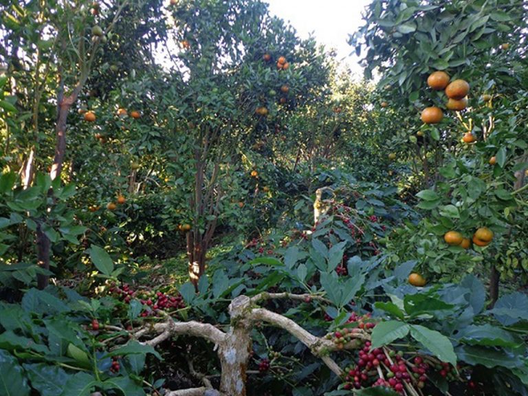 Orangenbäume in Bali