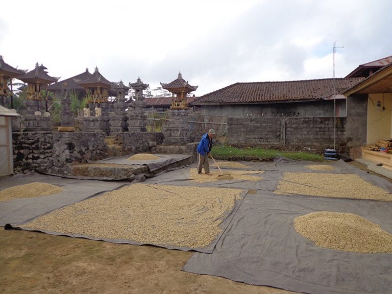 Kaffeeverarbeitung in Bali
