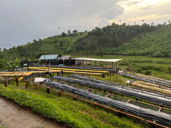 Kuvu, Ruanda Landscape