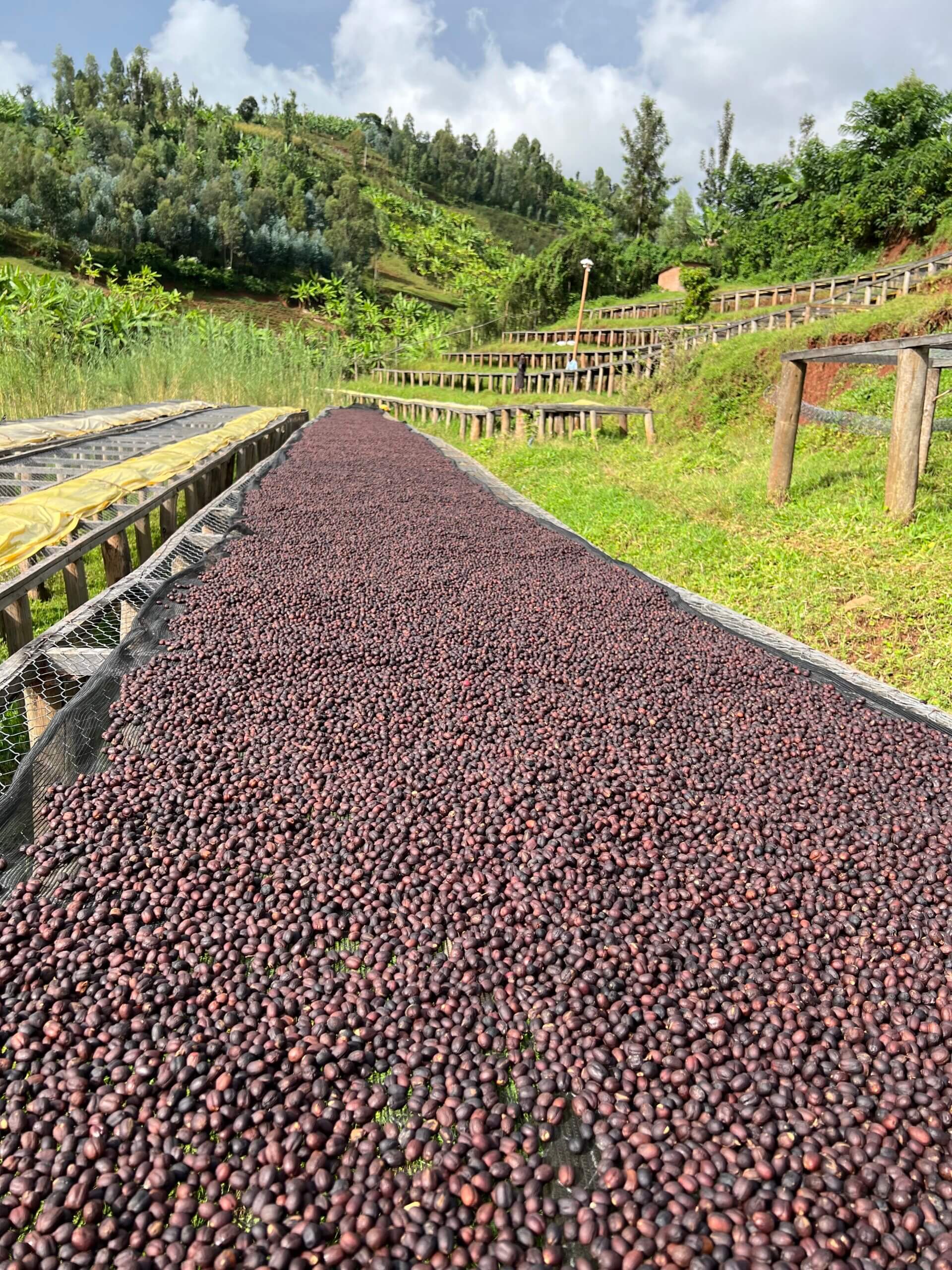 Kaffeetrocknung in Ruanda