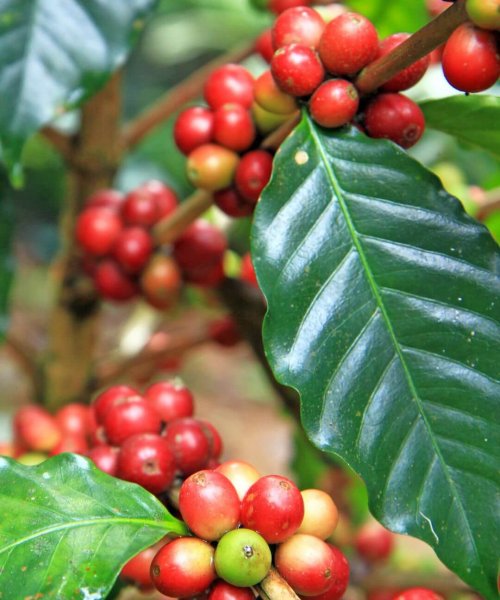 Kaffeepflanze aus Bali